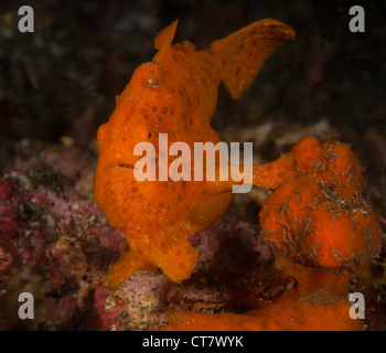 Poisson Grenouille peint (Antennarius pictus) pose sur la divesite Makawide 2 dans le Détroit de Lembeh, Indonésie Banque D'Images