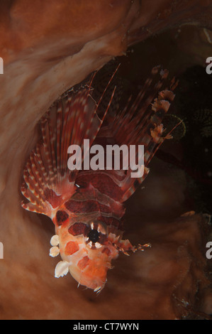 Dendrochirus Zebra poissons lion (zebra) sur la mousse sur le corail Makawide2 dives site dans le Détroit de Lembeh Indonésie Banque D'Images