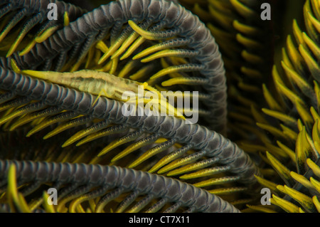 Crevettes commensaux (Pontoniinae) sur les plumes des crinoïdes étoiles sur le Nudi Retreat 2 dive site, Détroit de Lembeh, Indonésie Banque D'Images