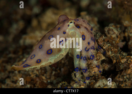 Hapalochlaena lunulata octopus anneau bleu Banque D'Images