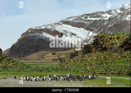 Le manchot royal (Aptenodytes patagonicus) colonie, Fortuna Bay, South Georgia Island Banque D'Images