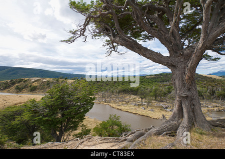 'Arboles Banderas', Bent tree, Fireland, Patagonie, Argentine Banque D'Images