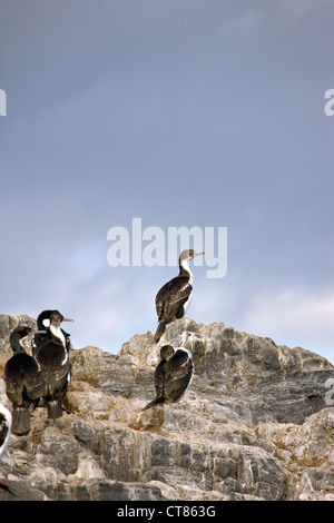 Le roi cormorans sur Isla de Pajaros dans le canal de Beagle Banque D'Images