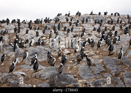 Le roi cormorans sur Isla de Pajaros dans le canal de Beagle Banque D'Images