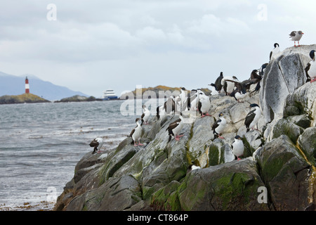 Le roi cormorans sur l'Isla de los lobos dans le canal de Beagle Banque D'Images