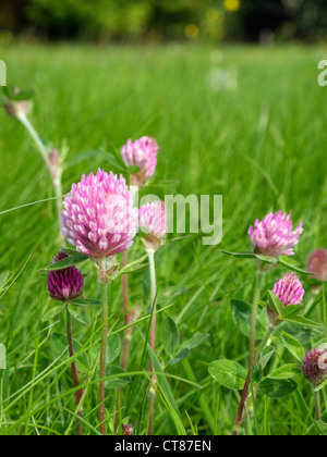 Fleur de trèfle des prés Banque D'Images