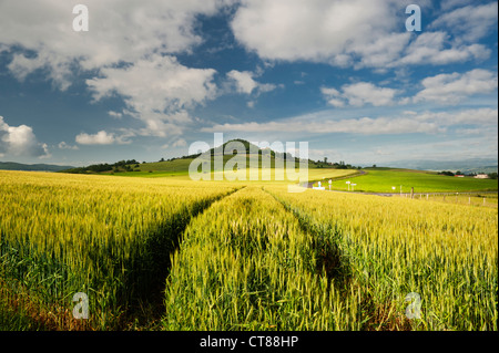 Paysage agricole près de Usson, dans la plaine de Limagne, Puy-de-Dôme, Auvergne, France Banque D'Images