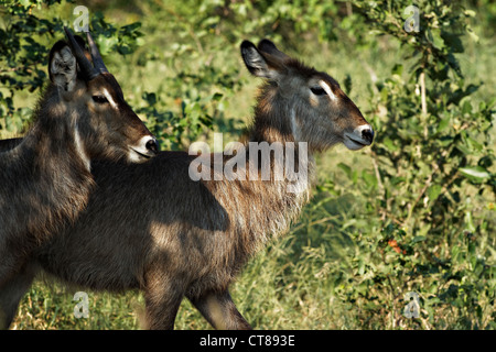 Waterbucks femelle commun ( Kobus ellipsiprymnus ) , le parc national Kruger, Afrique du Sud Banque D'Images