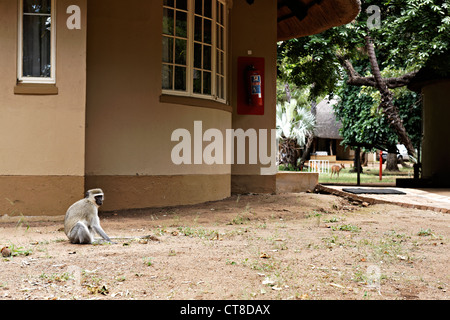 Un singe ( Chlorocebus pygerythrus ) assis sur le sol dans un camp du parc Kruger, Kruger National Park, Afrique du Sud Banque D'Images