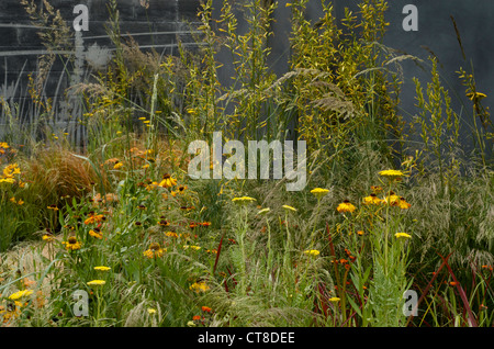 Jaune et orange douce contre la plantation d'un mur en verre gravé à l'insurrection au jardin RHS Hampton Court Palace Flower Show 2012 Banque D'Images