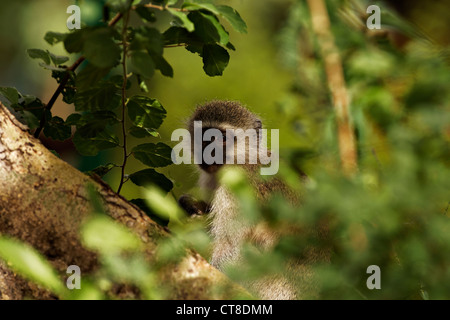 Un singe ( Chlorocebus pygerythrus ) dans un arbre, Kruger National Park, Afrique du Sud Banque D'Images