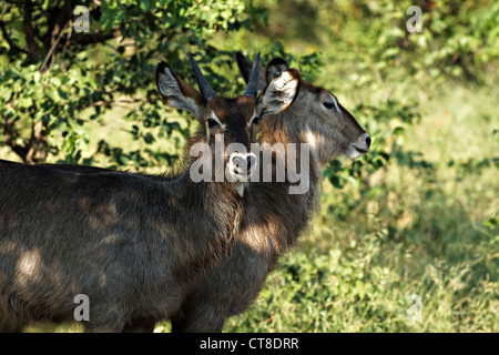 Waterbucks femelle commun ( Kobus ellipsiprymnus ) , le parc national Kruger, Afrique du Sud Banque D'Images