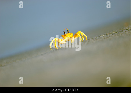 Le crabe fantôme cornu, Ocypode sp., probablement O. ceratophthalmus, Masirah Island, Oman Banque D'Images