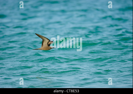 Ou communs, noddi brun Anous stolidus, en vol, l'île de Masirah, Oman Banque D'Images