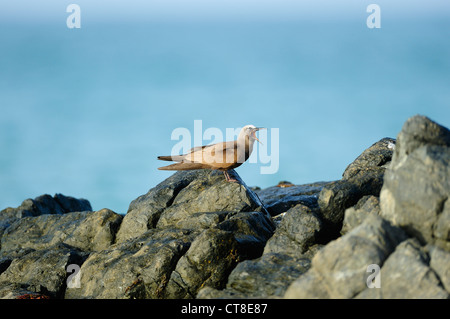 Ou communs, noddi brun Anous stolidus, Masirah Island, Oman Banque D'Images