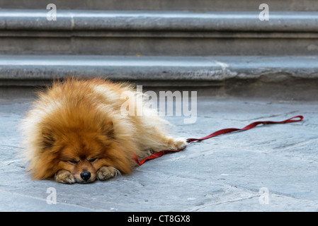 Chien Pomeranian, Florence, Italie Banque D'Images