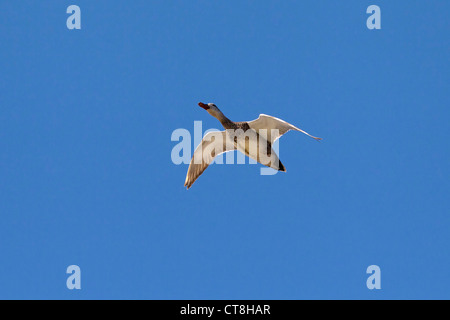 Le Canard chipeau (Anas strepera strepera) Mareca / mâle en vol, Allemagne Banque D'Images