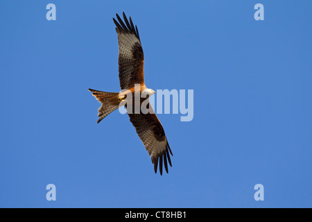 Le Milan royal (Milvus milvus) en vol sur fond de ciel bleu Banque D'Images