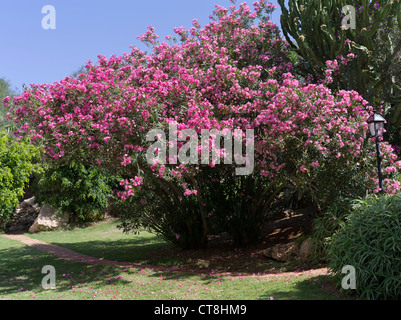 dh FLORA CHYPRE Rose Floraison Nerium oléander fleur de brousse grèce Banque D'Images