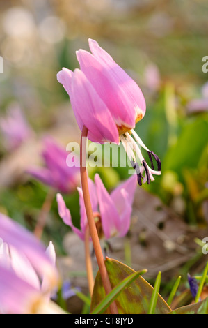 La Dent de chien violet (Erythronium dens-canis) Banque D'Images