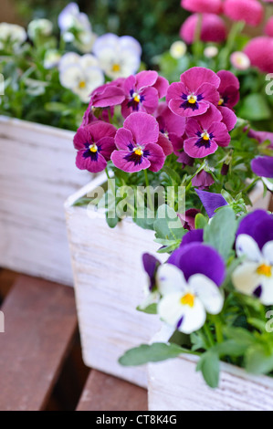 Pansy cornu (viola cornuta) Banque D'Images