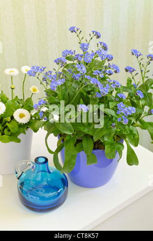 Myosotis (myosotis) et daisy commun (Bellis perennis) Banque D'Images