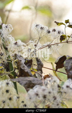Old man's beard (clematis vitalba) Banque D'Images