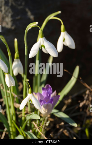 Snowdrop Galanthus nivalis (commune) et au début de crocus (Crocus tommasinianus) Banque D'Images