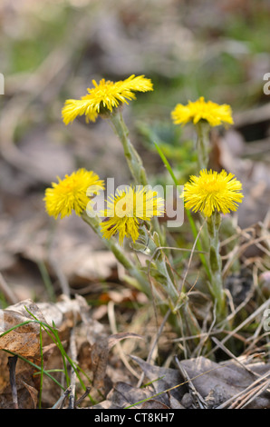 Tussilage (Tussilago farfara) Banque D'Images