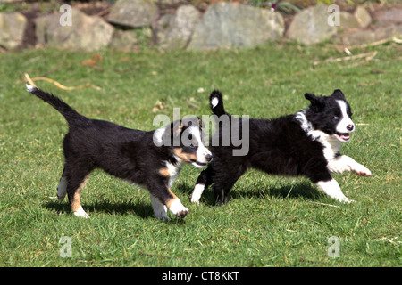 Chiots border collie, chiots noir et blanc Banque D'Images