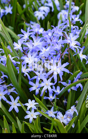 Forbes glory of the snow (chionodoxa forbesii syn. scilla forbesii) Banque D'Images