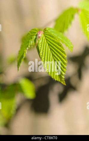 Charme commun (carpinus betulus) Banque D'Images