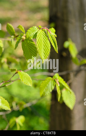 Charme commun (carpinus betulus) Banque D'Images