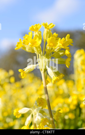 Coucou bleu (primula veris) Banque D'Images