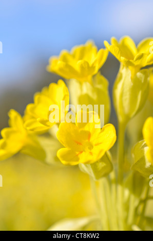 Coucou bleu (primula veris) Banque D'Images