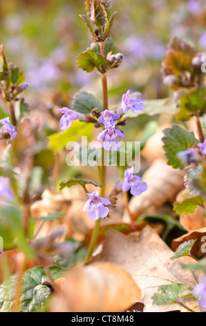 Le lierre terrestre (Glechoma hederacea) Banque D'Images