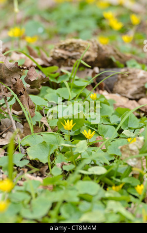 Lesser celandine (ficaria verna syn. Ranunculus ficaria) Banque D'Images