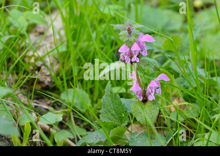 Lamier tacheté (lamium maculatum) Banque D'Images