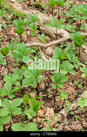 Herb paris (paris quadrifolia) Banque D'Images