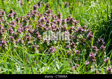 Lamier rouge (lamium purpureum) Banque D'Images