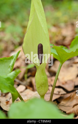 Cuckoo pint (arum maculatum) Banque D'Images