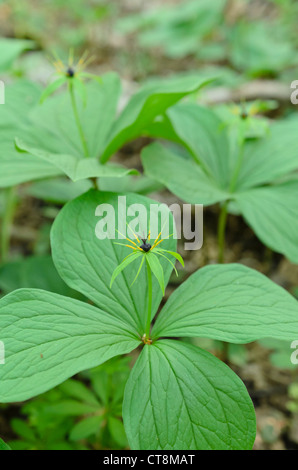 Herb paris (paris quadrifolia) Banque D'Images