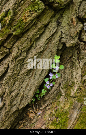 Le lierre terrestre (Glechoma hederacea) Banque D'Images