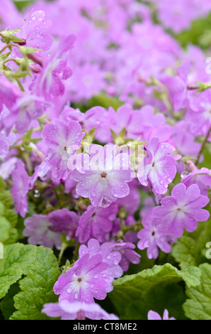 Primrose Primula pulverulenta (en poudre) Banque D'Images