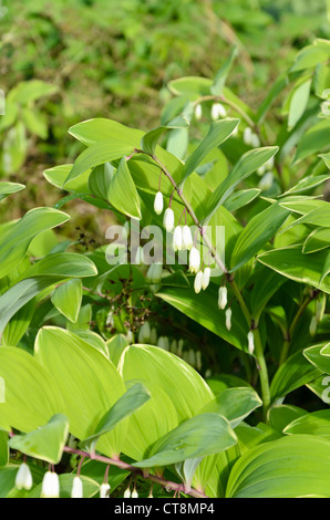 Le phoque de Salomon inférieur (Polygonatum odoratum var. Pluriflorum 'Variegatum') Banque D'Images