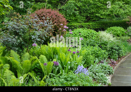 Oignon (Allium ornementales) et la fougère mâle (Dryopteris filix-mas) Banque D'Images