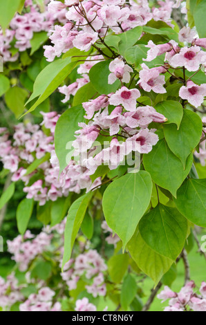 (Catalpa bungei catalpa de Manchourie) Banque D'Images