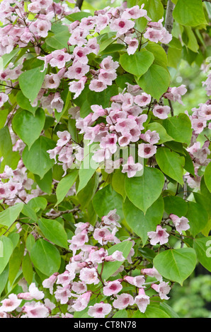 (Catalpa bungei catalpa de Manchourie) Banque D'Images