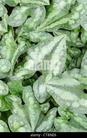 Le gingembre sauvage chinois (asarum splendens) Banque D'Images