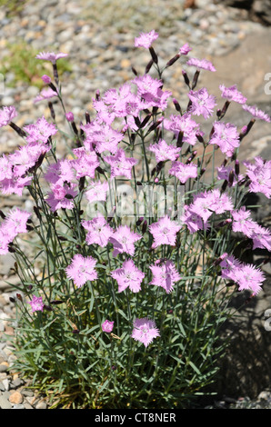 Rose Dianthus gratianopolitanus cheddar ('bath's Pink') Banque D'Images